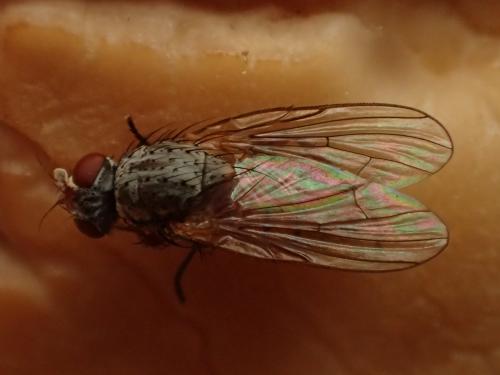 Pegomya sp.